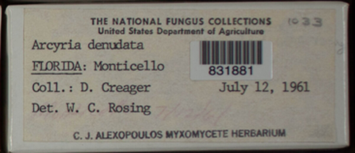 Arcyria denudata image